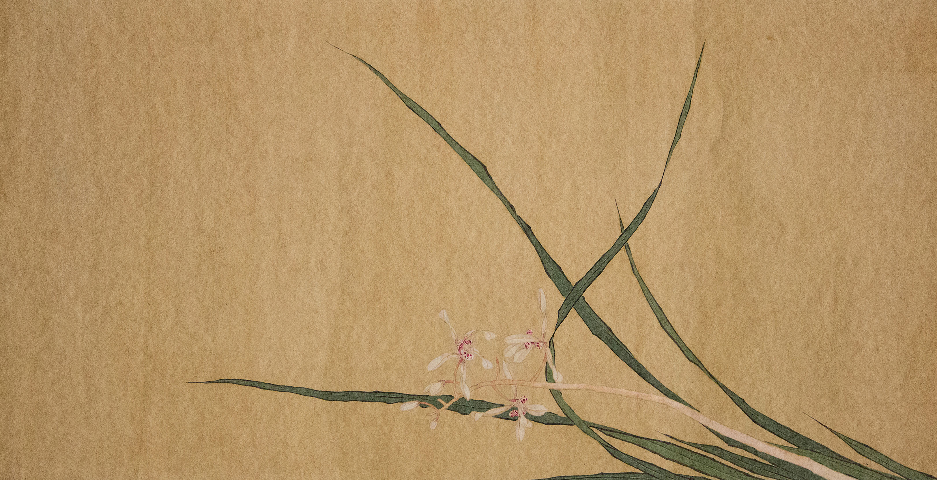 Orchid - Japanse roze orchidee-inkt schilderij behang muurschildering