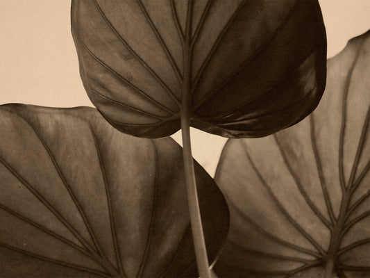 Sienna Wallpaper Sepia-toned leaves with a focus on texture and veins