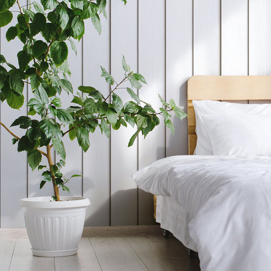 Timber Elegance White In Bedroom With Green Plant In Large White Plant Pot