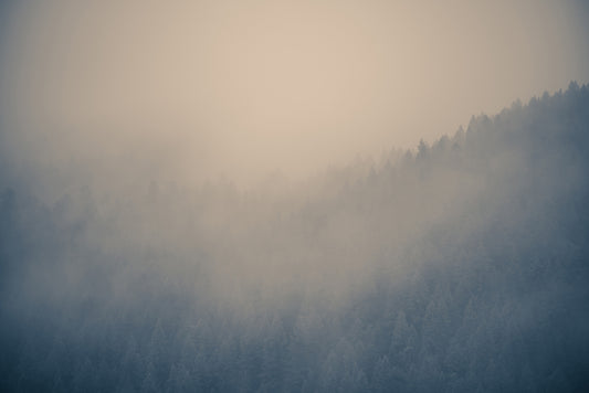 Into the Forest Moody Cloudy Forest Wallpaper Mural